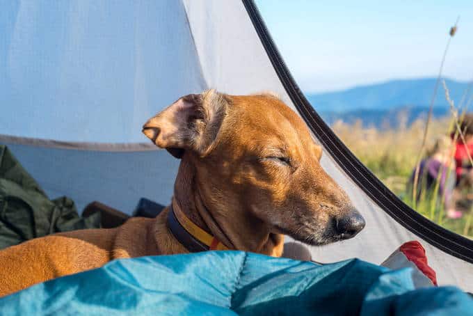hammock-camping-with-dog-8