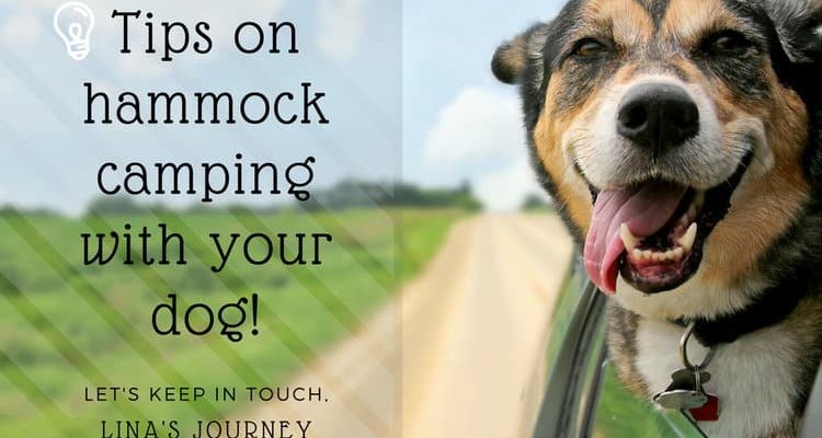Hammock Camping With Dog : Awesome Tips For You